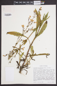 Penstemon multiflorus image