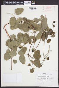 Clematis reticulata image