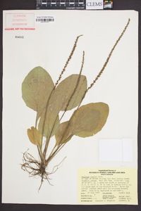 Plantago rugelii image