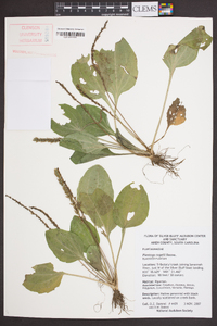 Plantago rugelii image