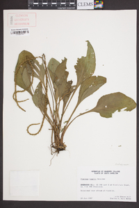 Plantago rugelii image