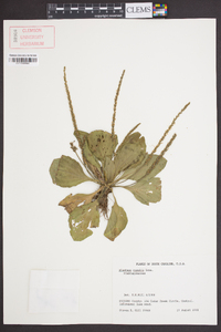 Plantago rugelii image