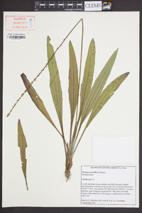 Plantago sparsiflora image