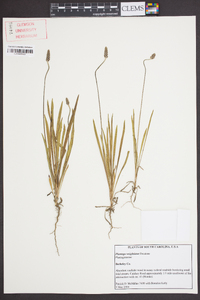 Plantago wrightiana image