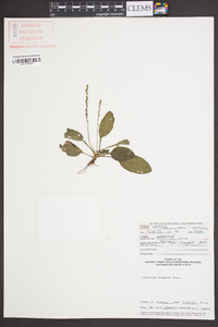 Plantago rugelii image