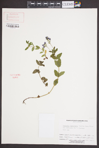 Veronica latifolia image