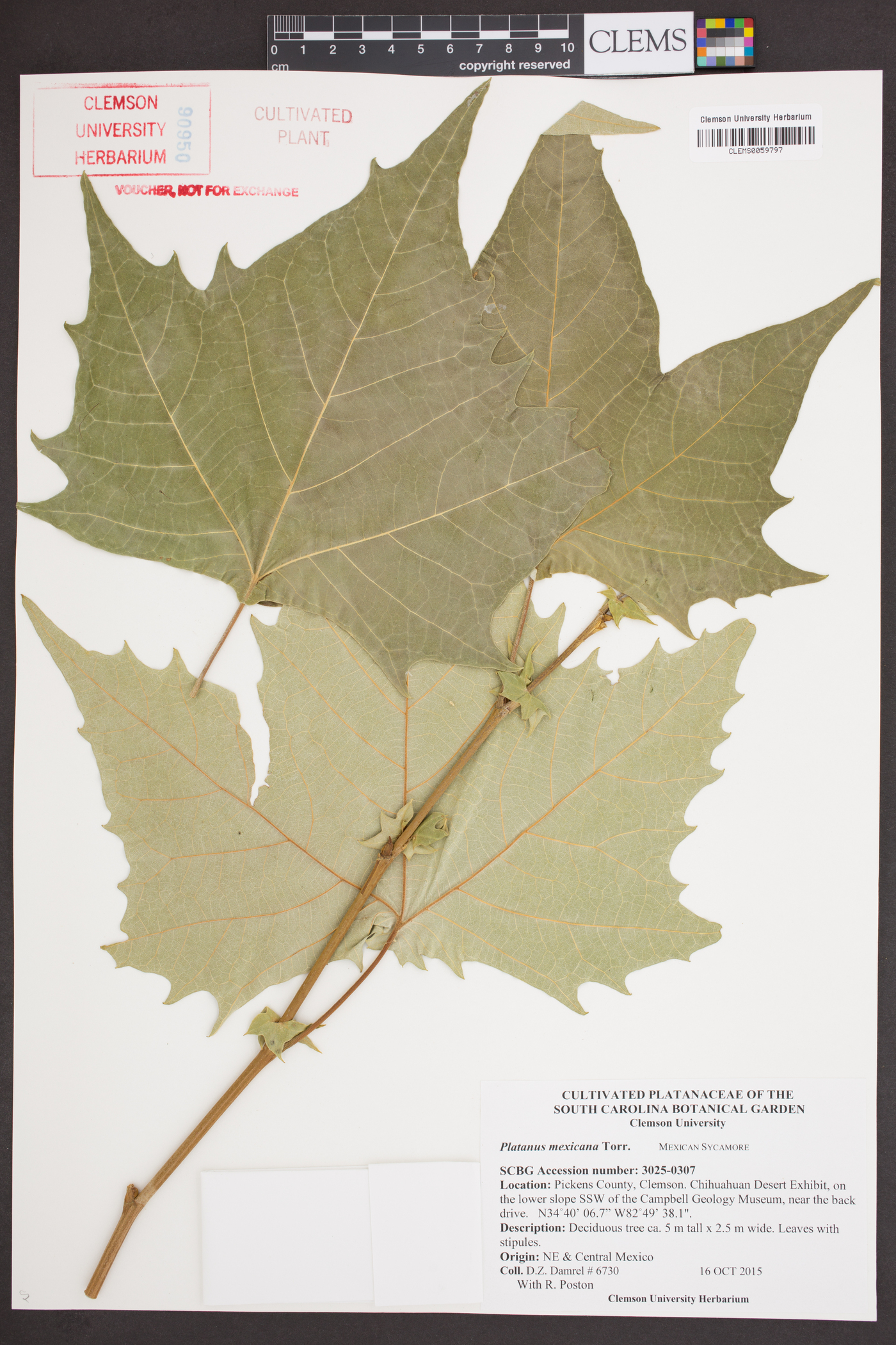 Platanus mexicana image