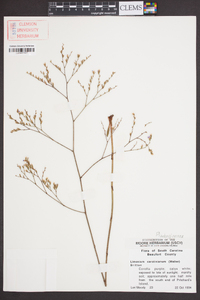 Limonium carolinianum image