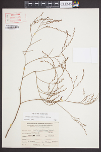 Limonium carolinianum image