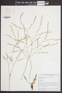 Limonium carolinianum image