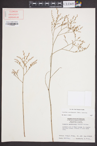 Limonium carolinianum image