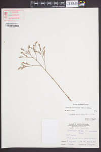 Limonium carolinianum image