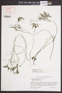 Podostemum ceratophyllum image