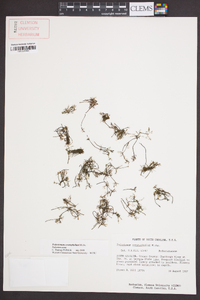 Podostemum ceratophyllum image