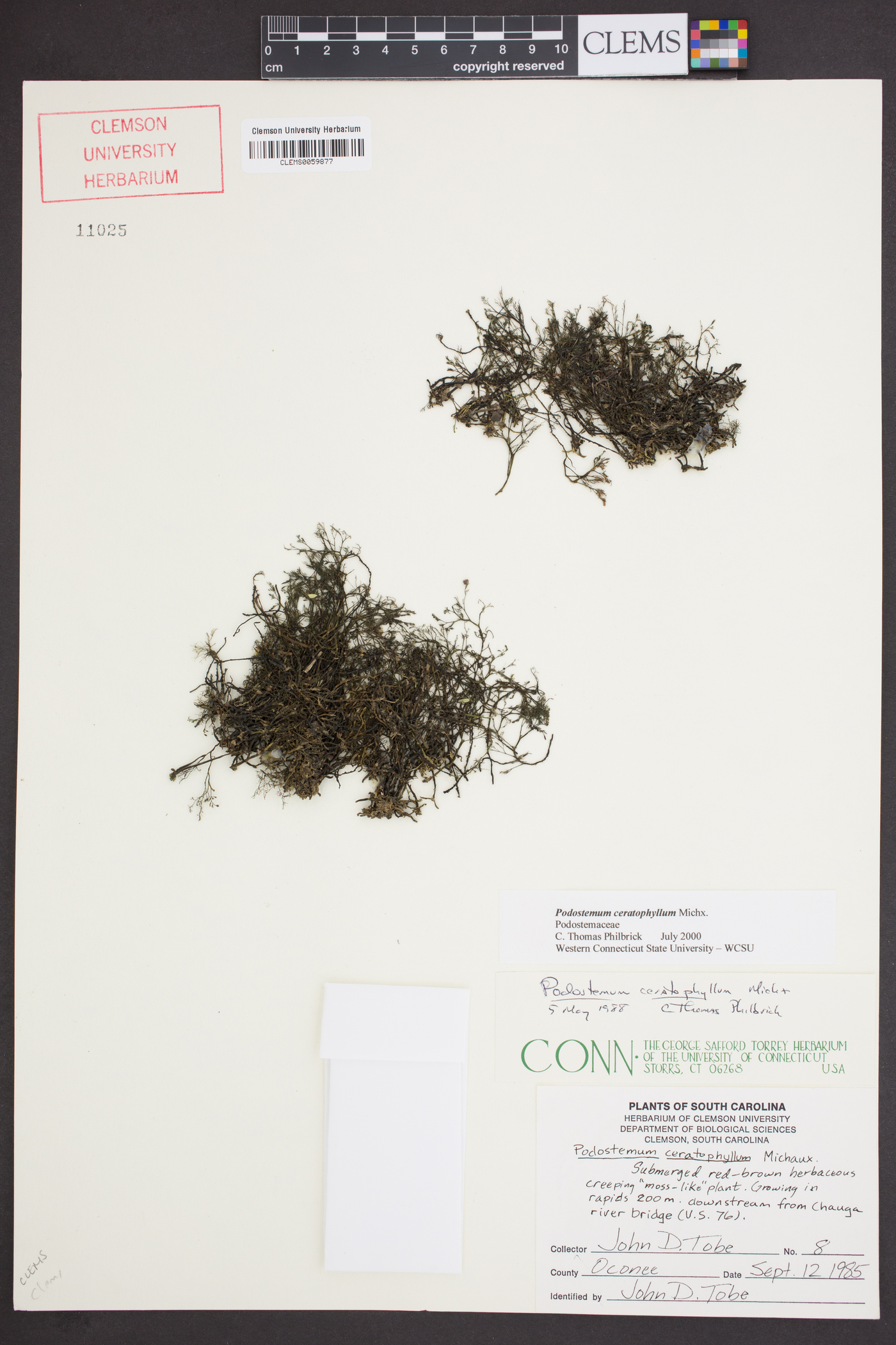 Podostemum ceratophyllum image