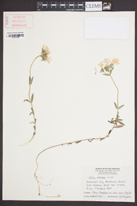 Phlox amoena image