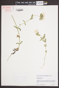 Phlox amoena image