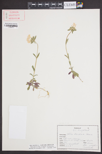 Phlox amoena image