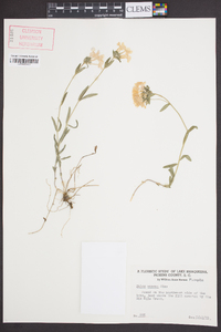 Phlox amoena image