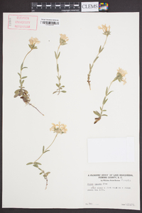 Phlox amoena image