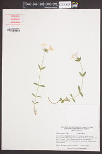 Phlox amoena image