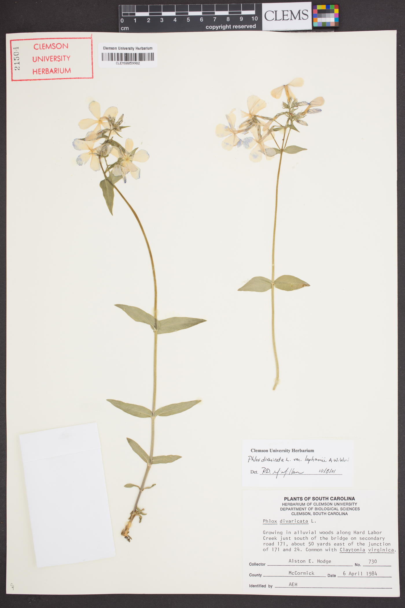 Phlox divaricata var. laphamii image