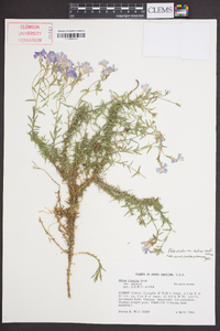 Phlox nivalis var. hentzii image