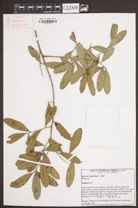 Quercus virginiana image