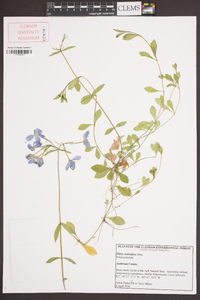 Phlox stolonifera image