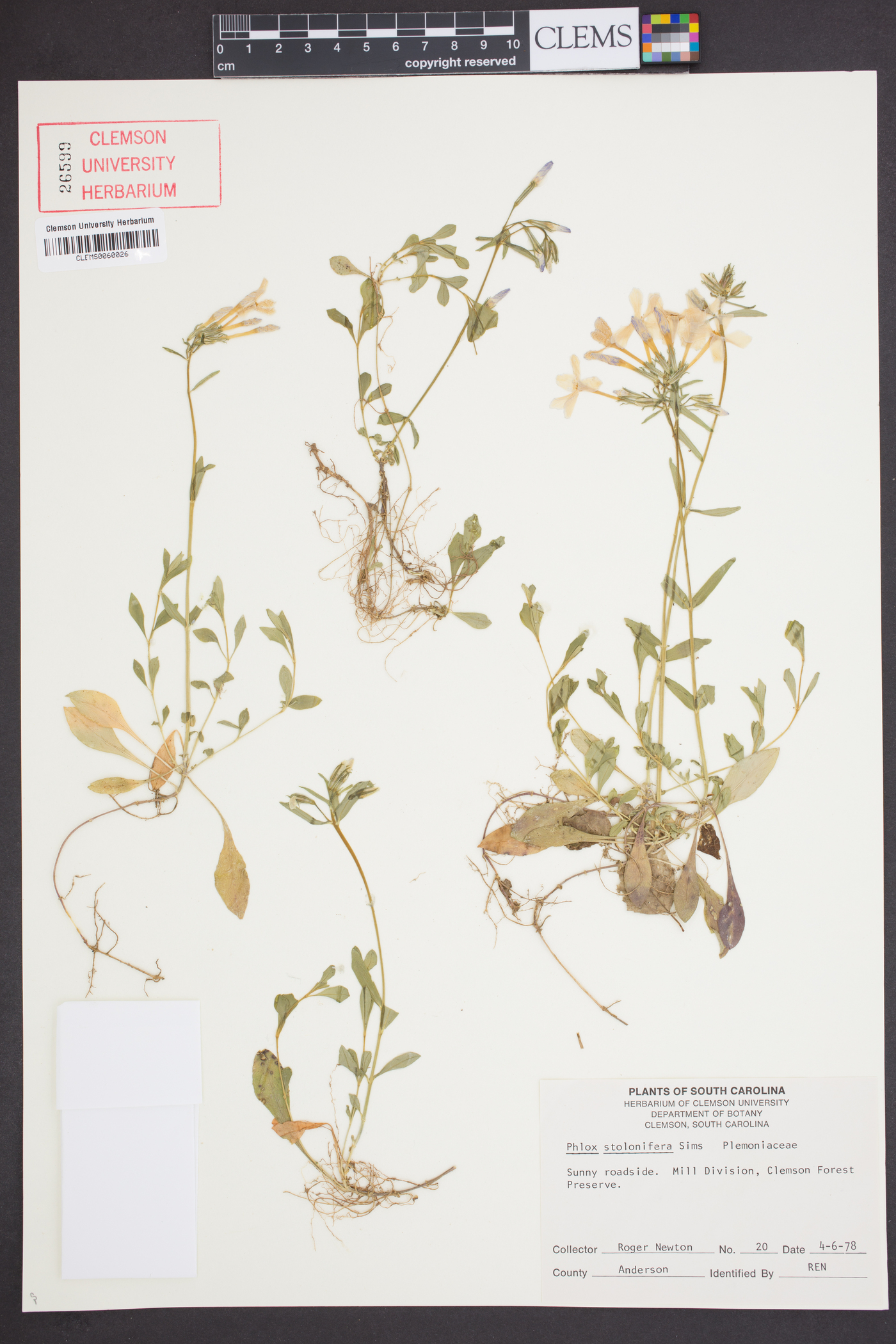 Phlox stolonifera image