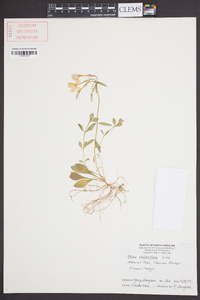 Phlox stolonifera image