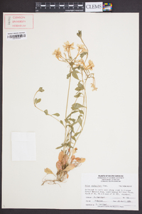 Phlox stolonifera image