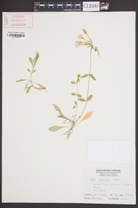 Phlox stolonifera image