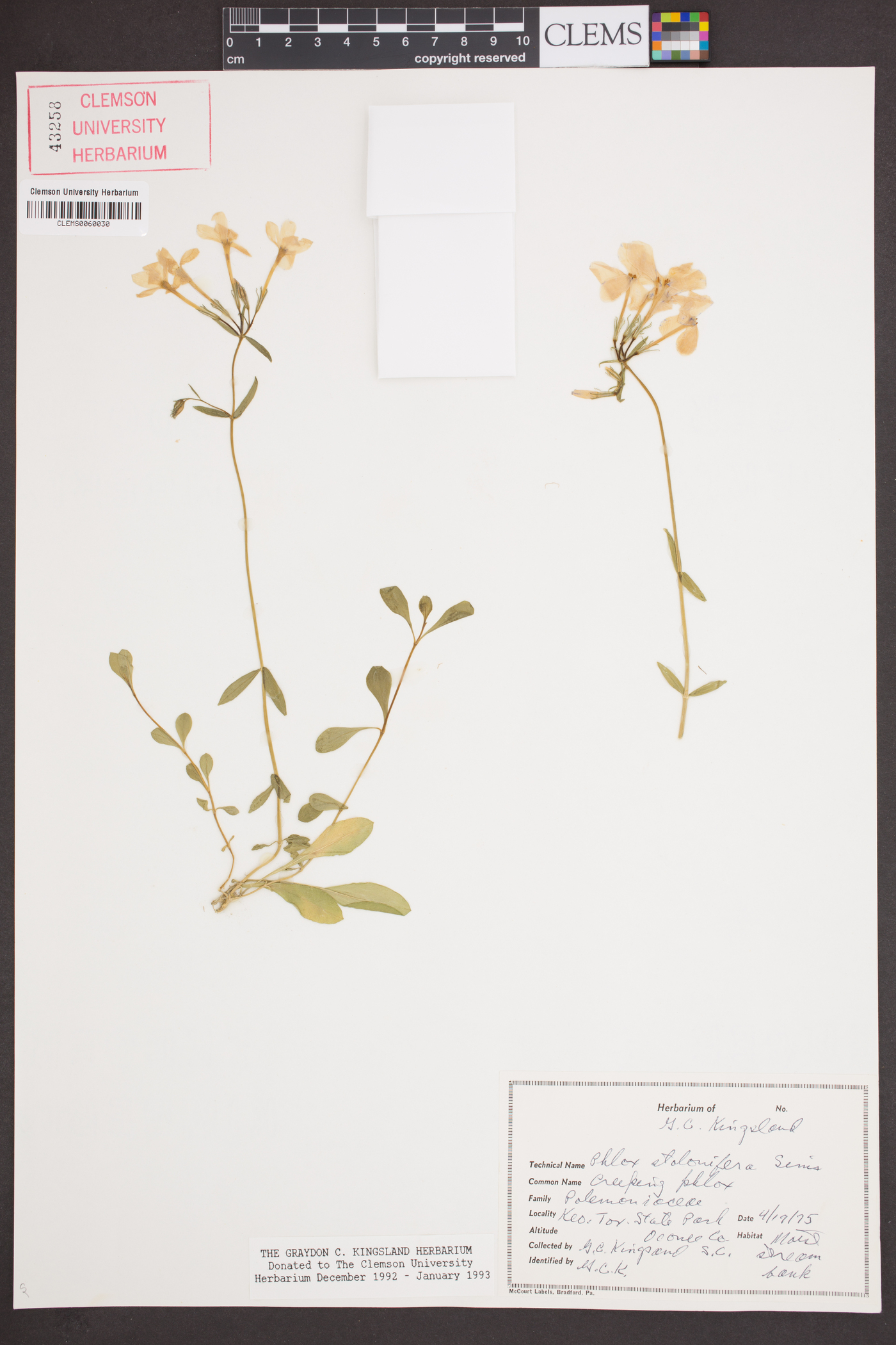 Phlox stolonifera image