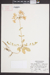 Phlox stolonifera image