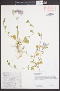 Phlox stolonifera image