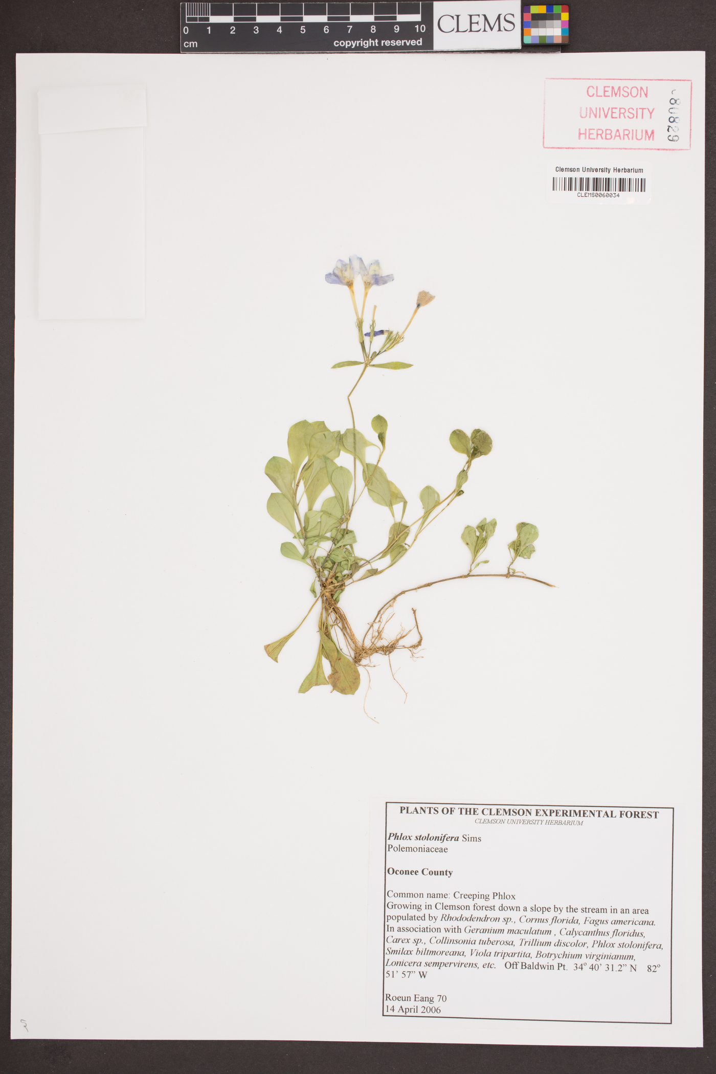 Phlox stolonifera image