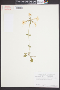 Phlox stolonifera image