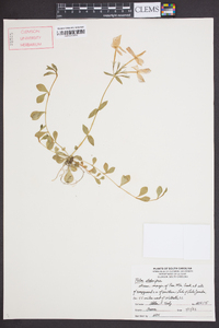 Phlox stolonifera image