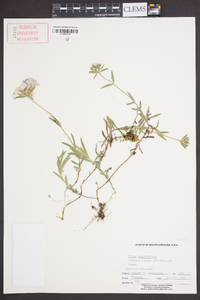 Phlox stolonifera image