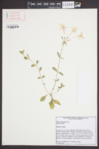 Phlox stolonifera image