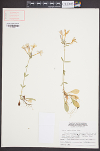 Phlox stolonifera image