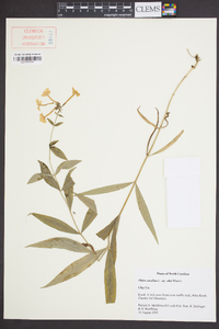Phlox carolina subsp. alta image