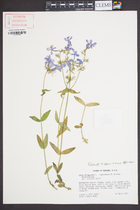 Phlox divaricata var. laphamii image