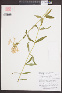 Phlox glaberrima image