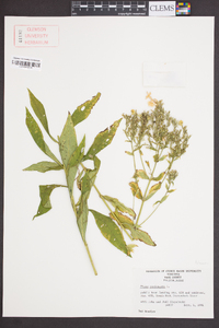 Phlox paniculata image