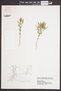 Polygala cruciata image