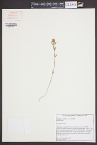 Polygala cruciata image