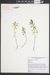 Polygala cruciata image