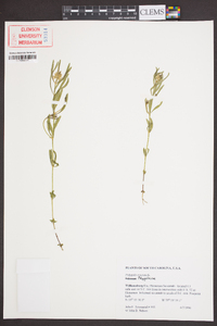 Polygala cruciata image